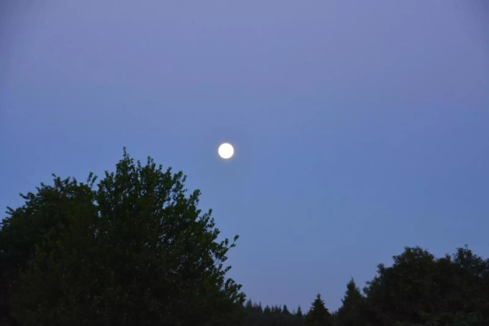 Orchidee-Gebieden zomer 20km