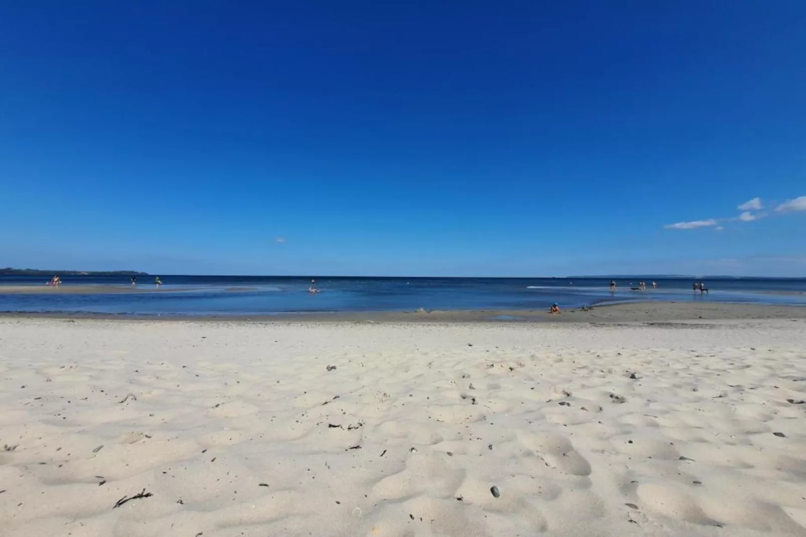 Lachmöwe 2-Gebieden zomer 20km
