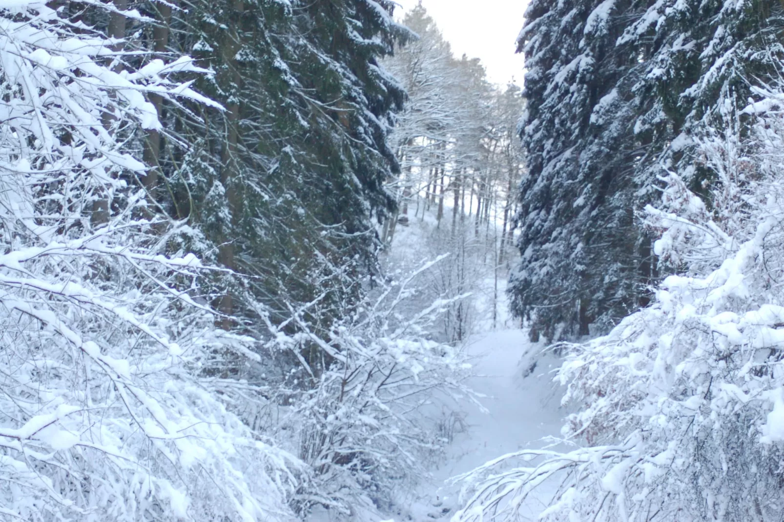 Am Grünen Wald-Gebied winter 5km