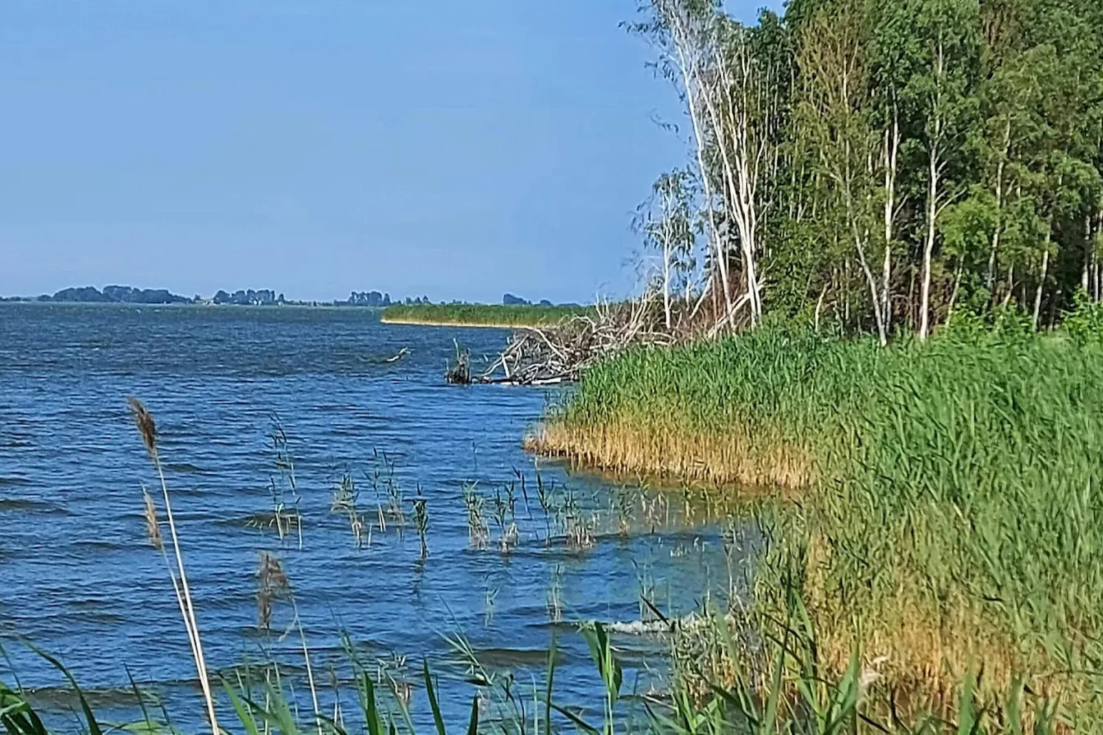 Schilfrohrsänger 36-Gebieden zomer 1km