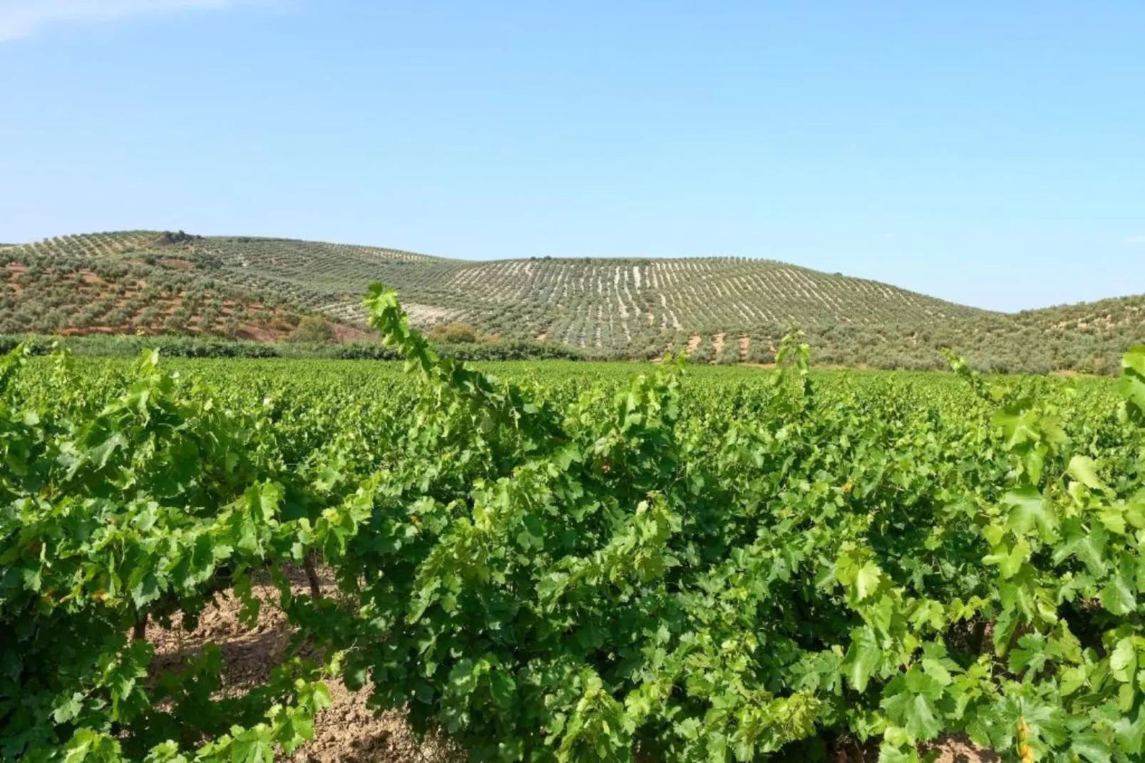 Piso confortable en Montilla-Gebieden zomer 20km