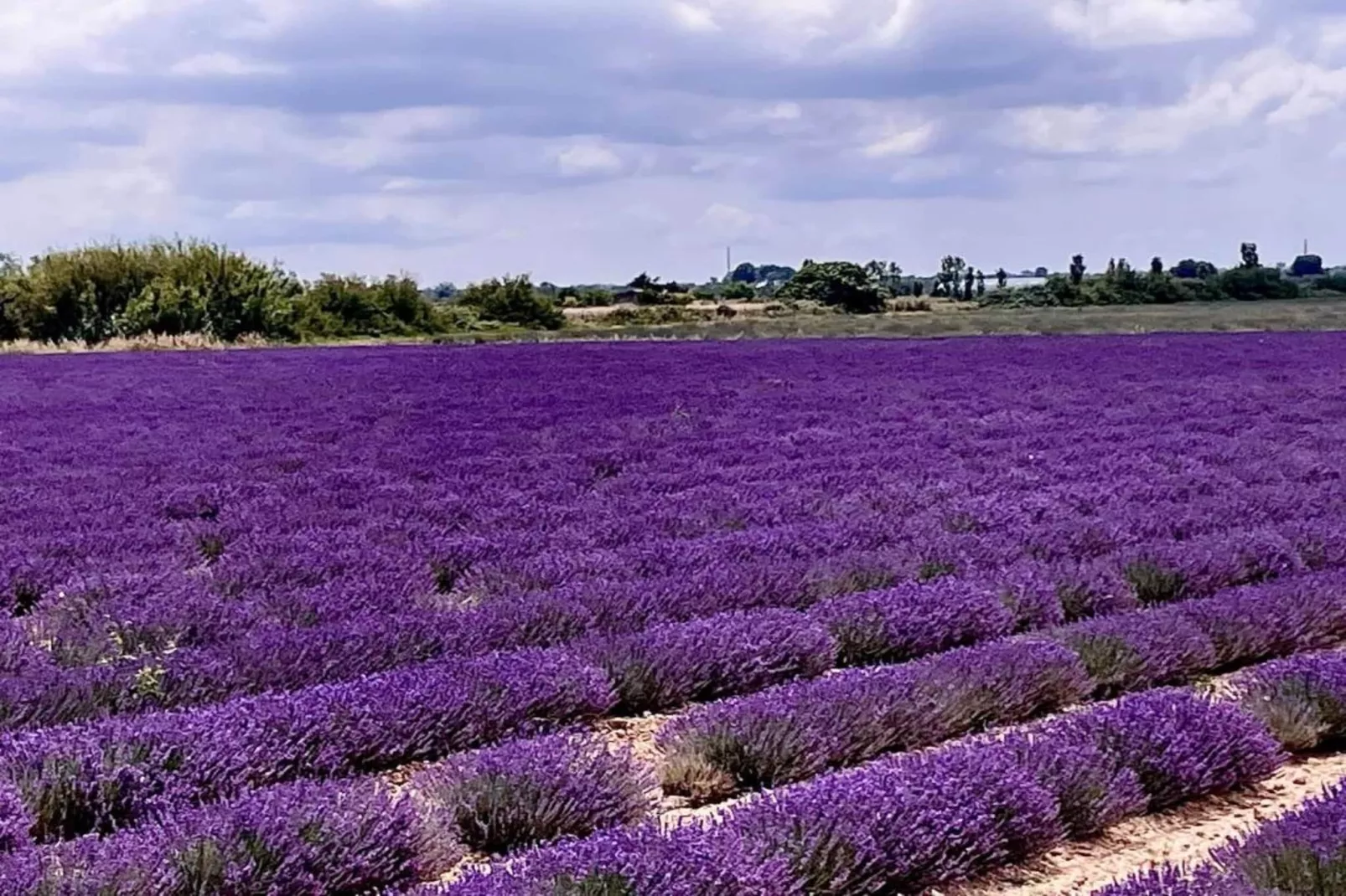 Fleur de Sel - Aigues Mortes 3-Gebieden zomer 5km