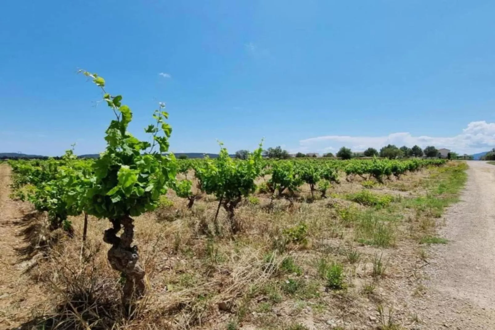 VILLA - FELINES MINERVOIS-Gebieden zomer 5km