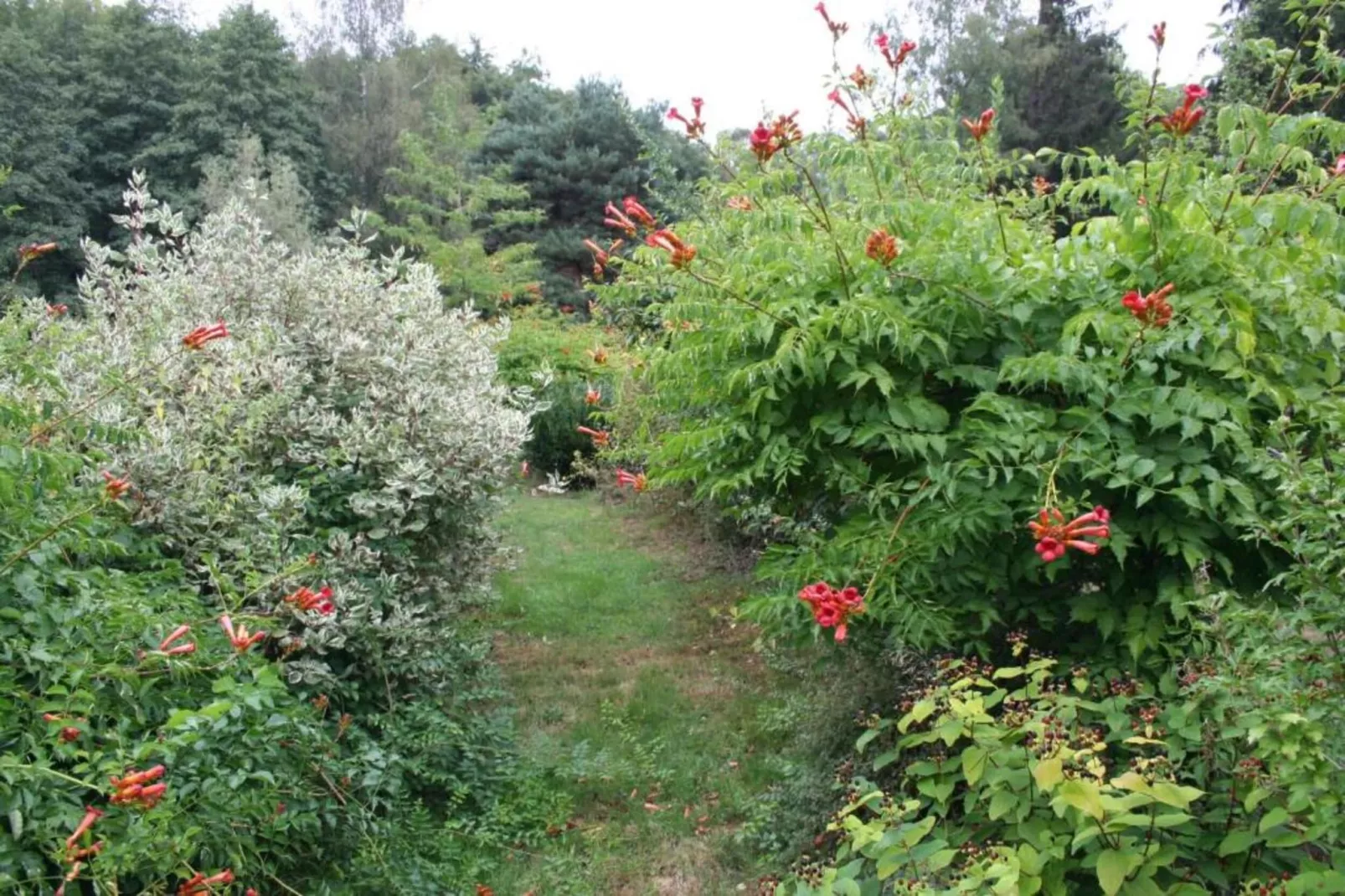 Maison de vacances - LA CHAPELLE-AUX-BOIS-Gebieden zomer 5km