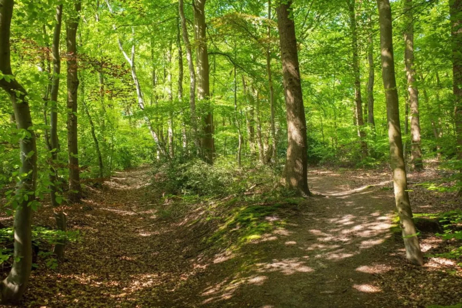 Weidse Blik-Gebieden zomer 20km