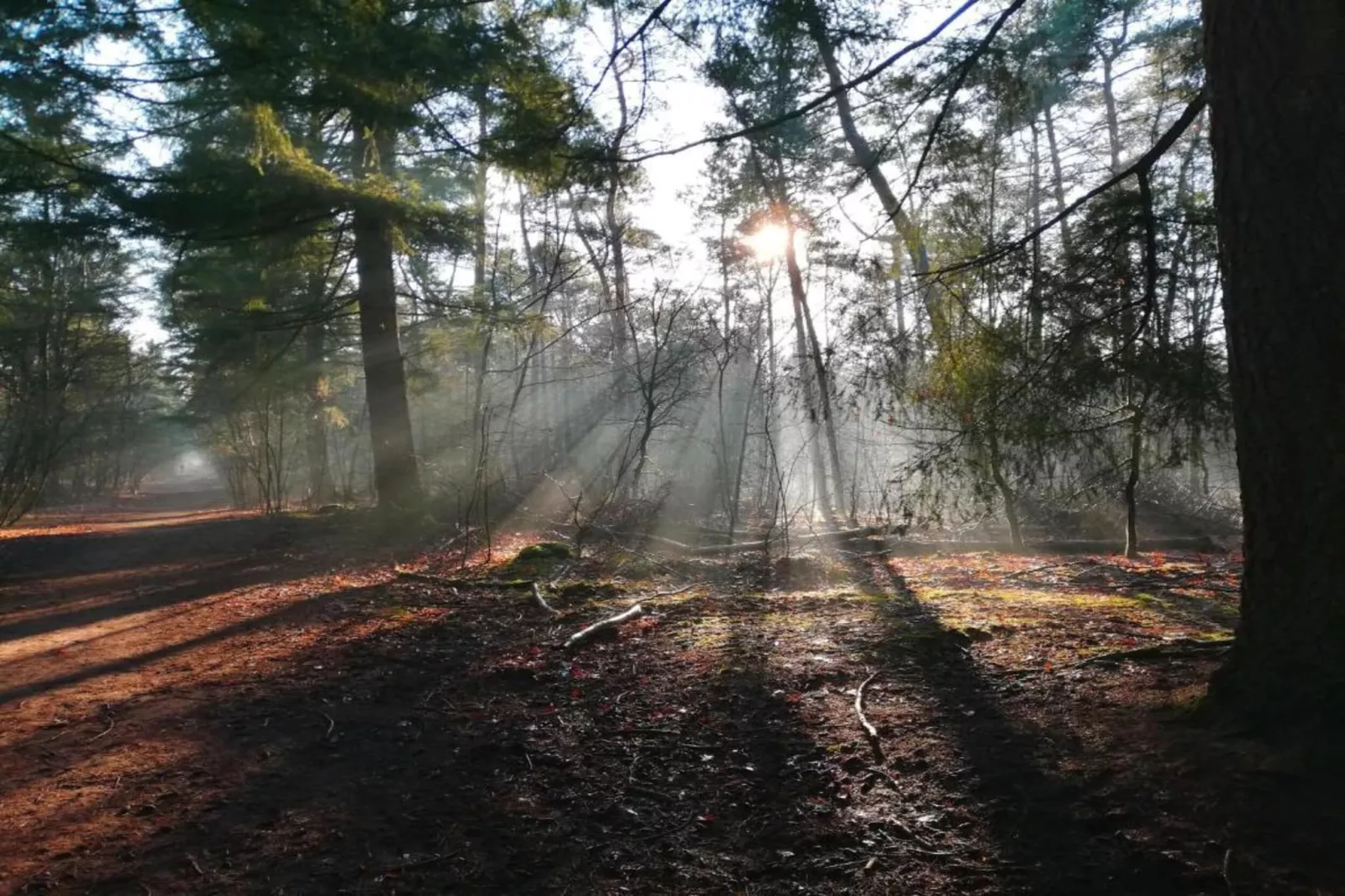 Bospark 't Wolfsven 15-Gebieden zomer 5km