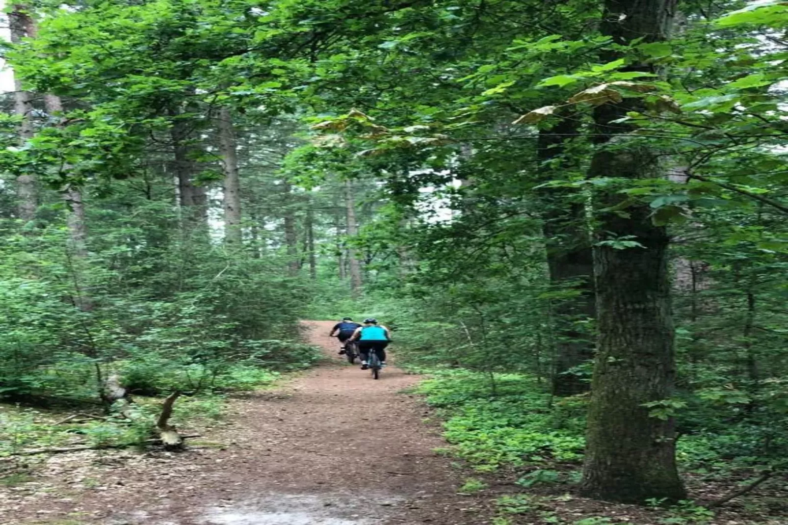 Bospark 't Wolfsven 16-Gebieden zomer 5km