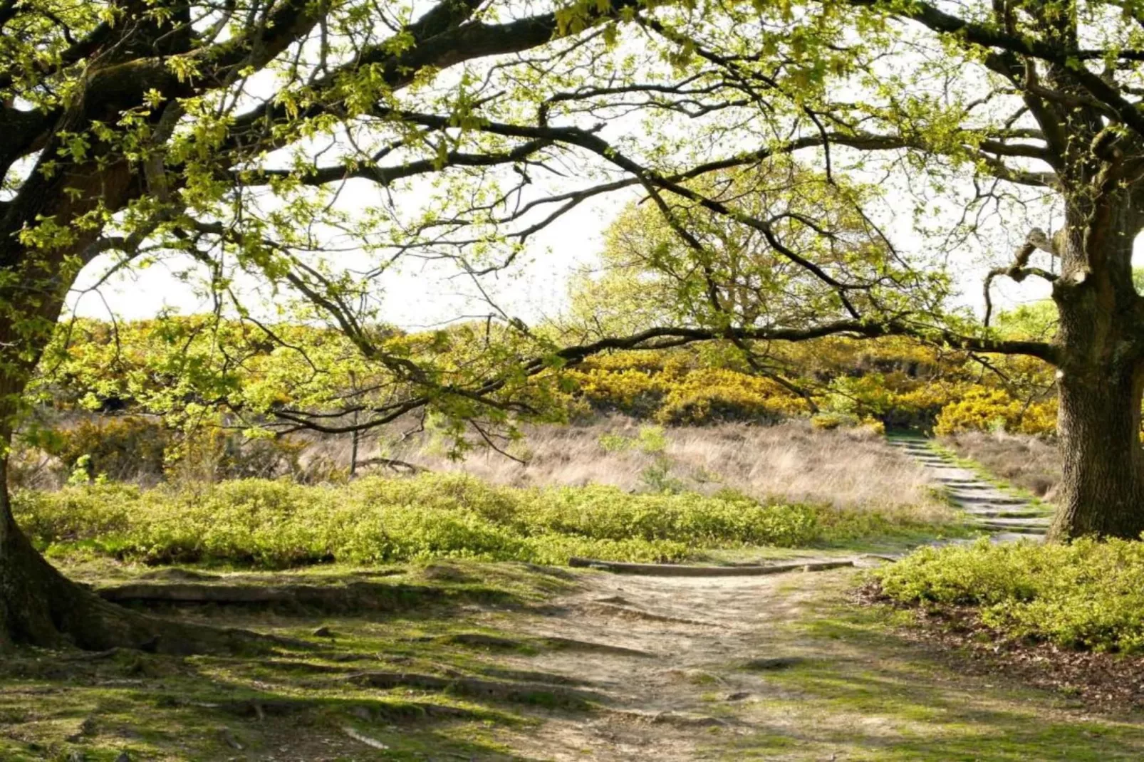 Recreatiebospark de Reehorst 1-Gebieden zomer 20km