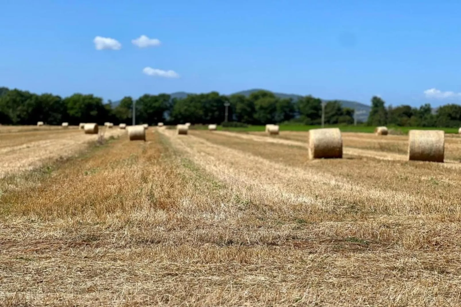 Frantoio 2-Gebieden zomer 5km