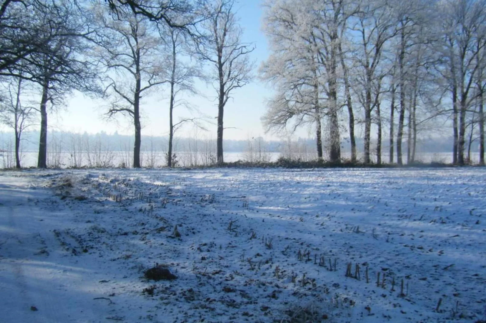 Koe in de Kost 4-Gebied winter 1km