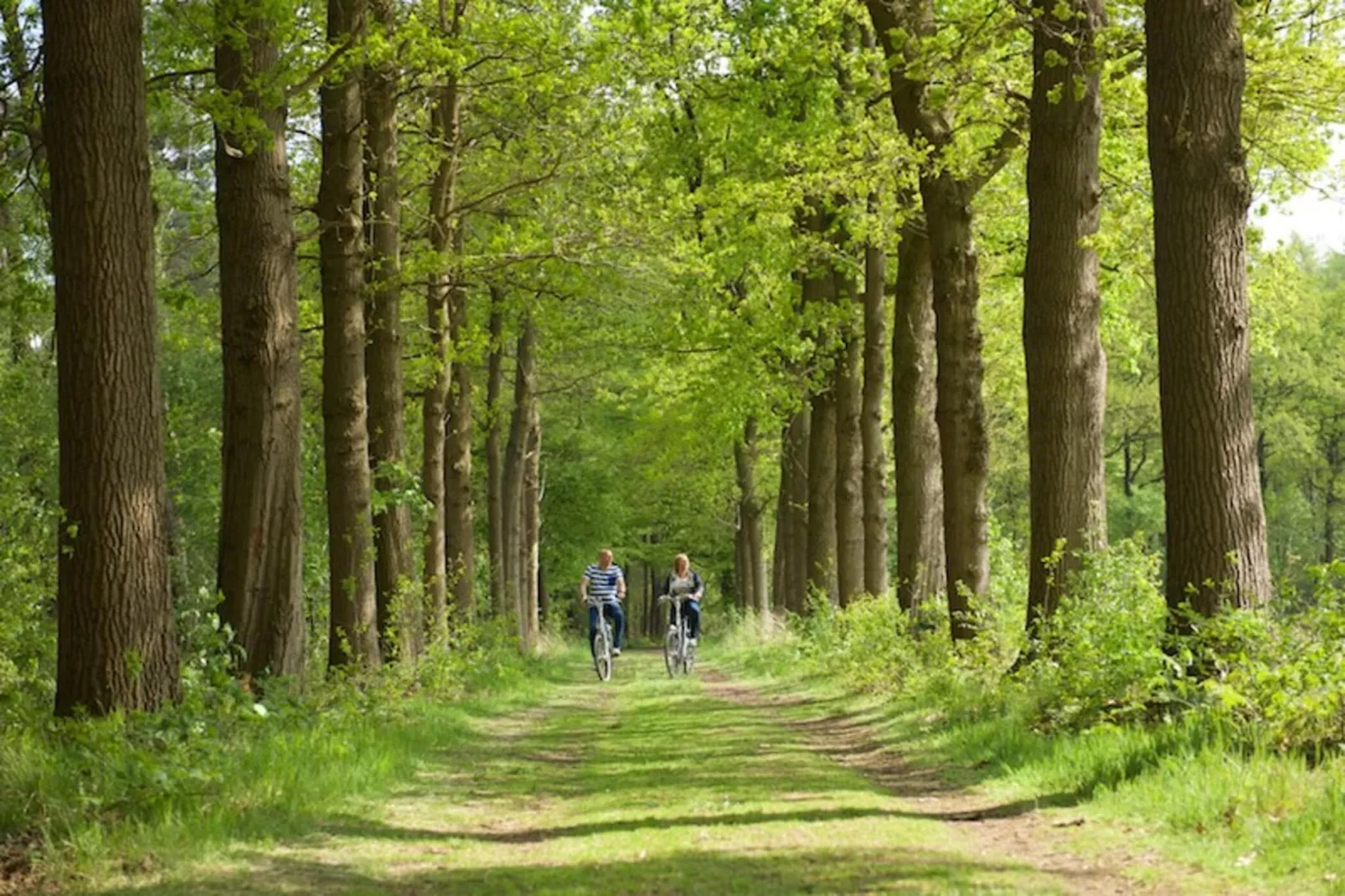 Studio landscape - Gebieden zomer 1km