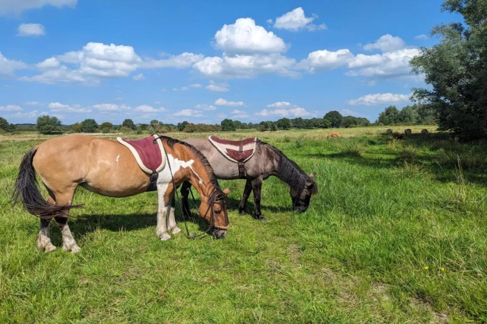 Vakantie bij Meeussen - Molendal 4-Gebieden zomer 20km