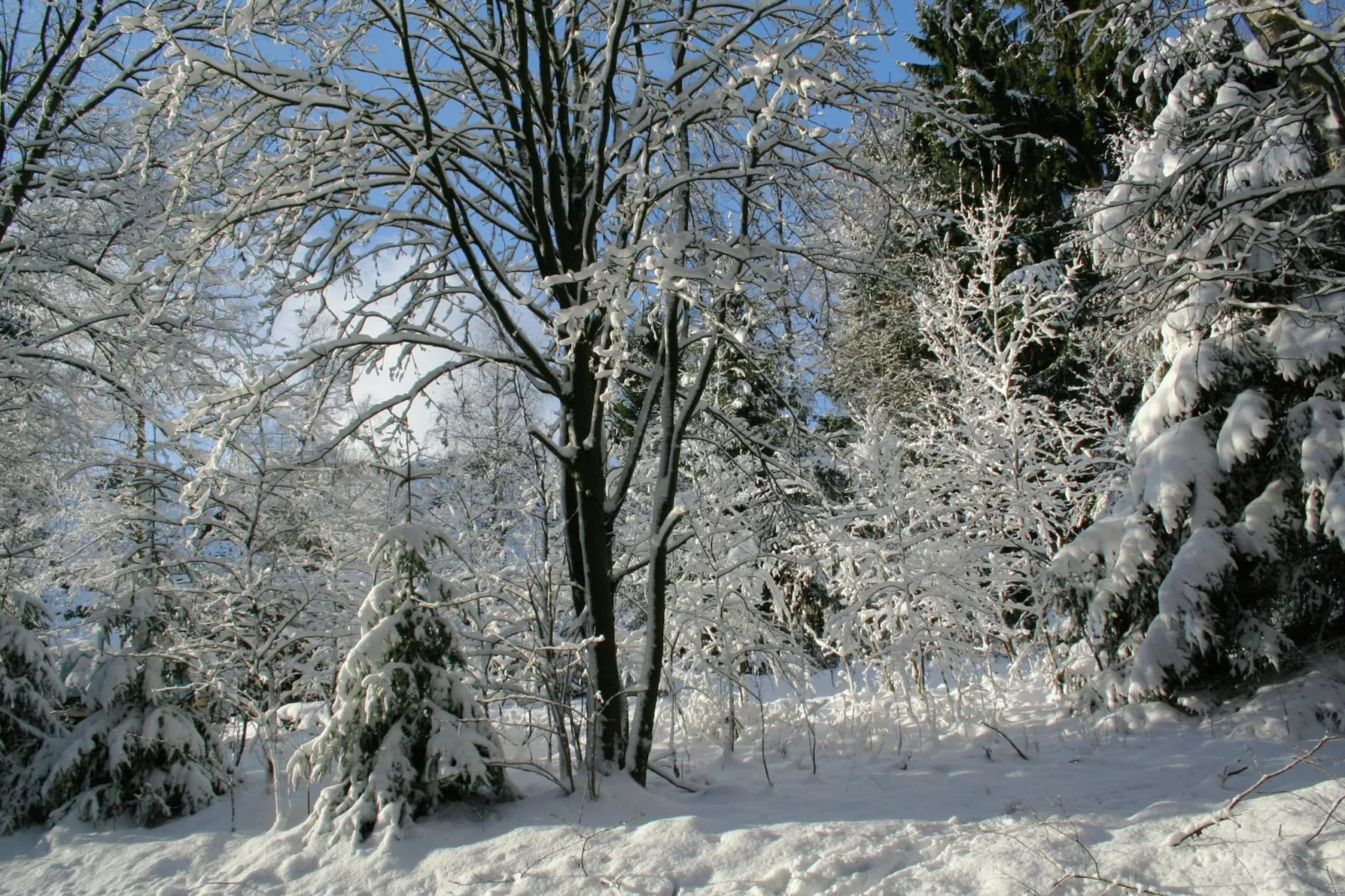 Zum wilden Jakob-Gebied winter 20km