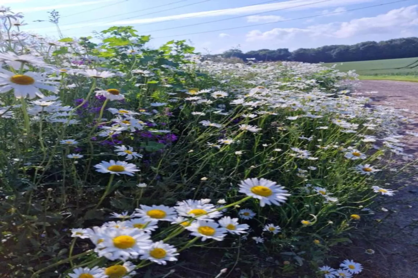 La Vue Phénoménale-Gebieden zomer 20km