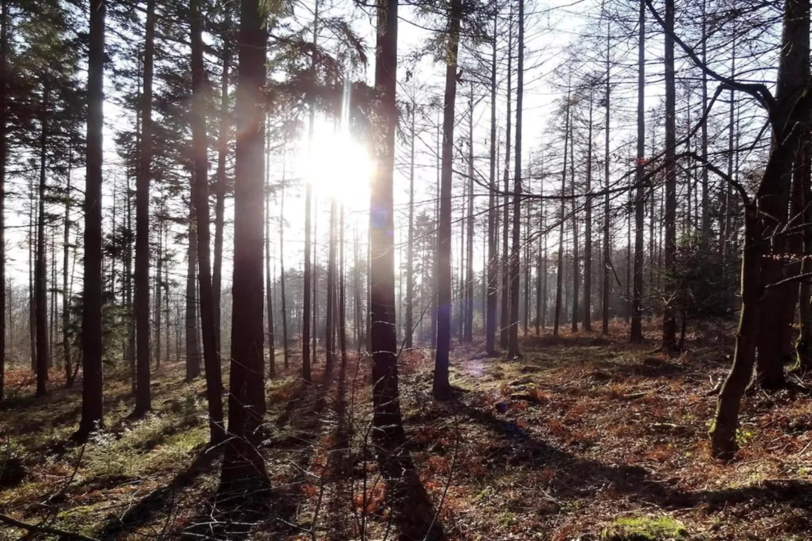 Orchidee-Gebieden zomer 20km