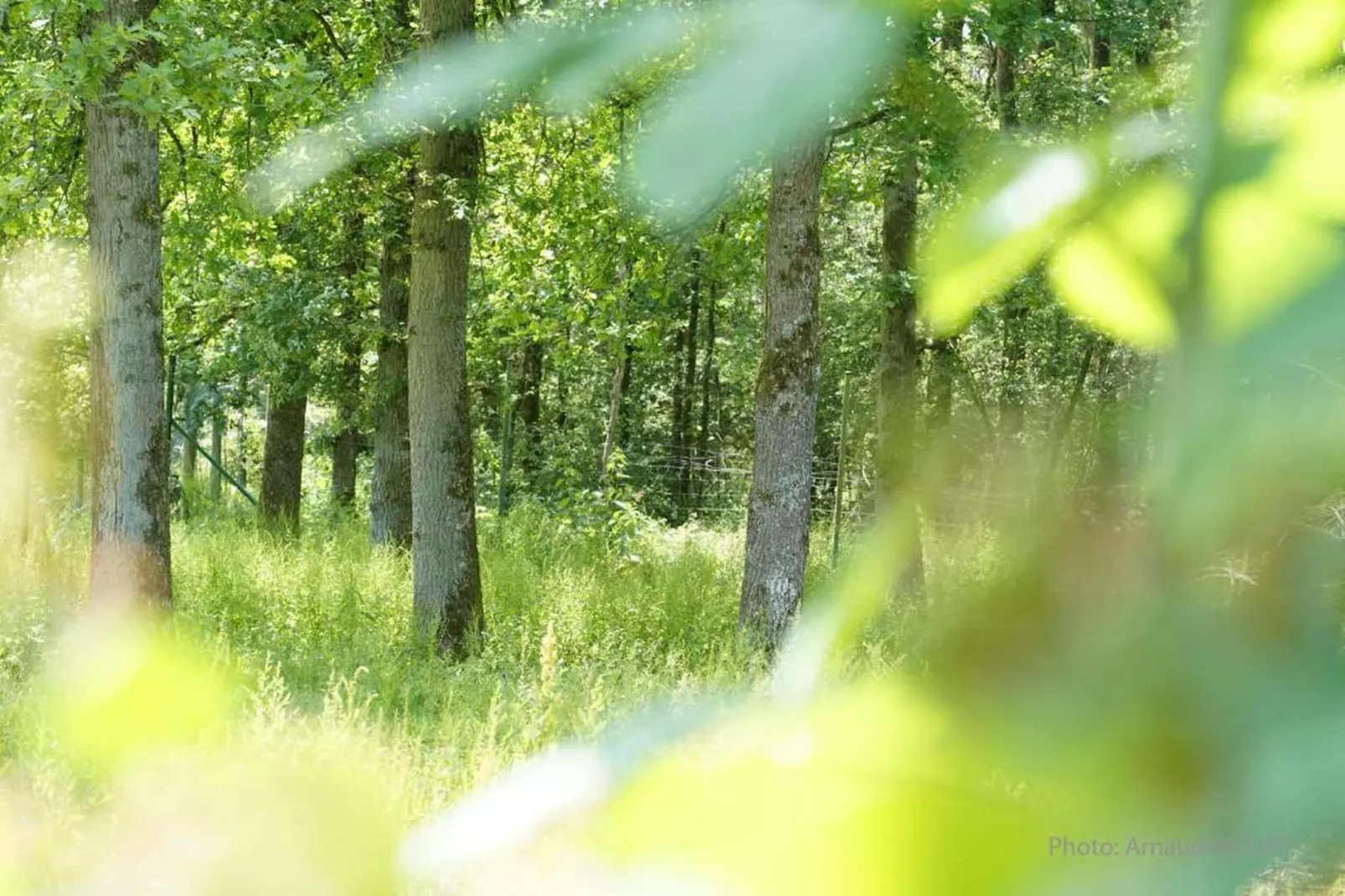 Arbre Dressé-Gebieden zomer 20km