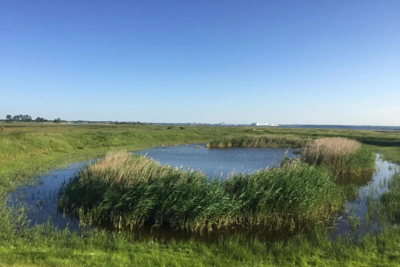 Bungalowanlage Gänseblümchen 2-Gebieden zomer 20km