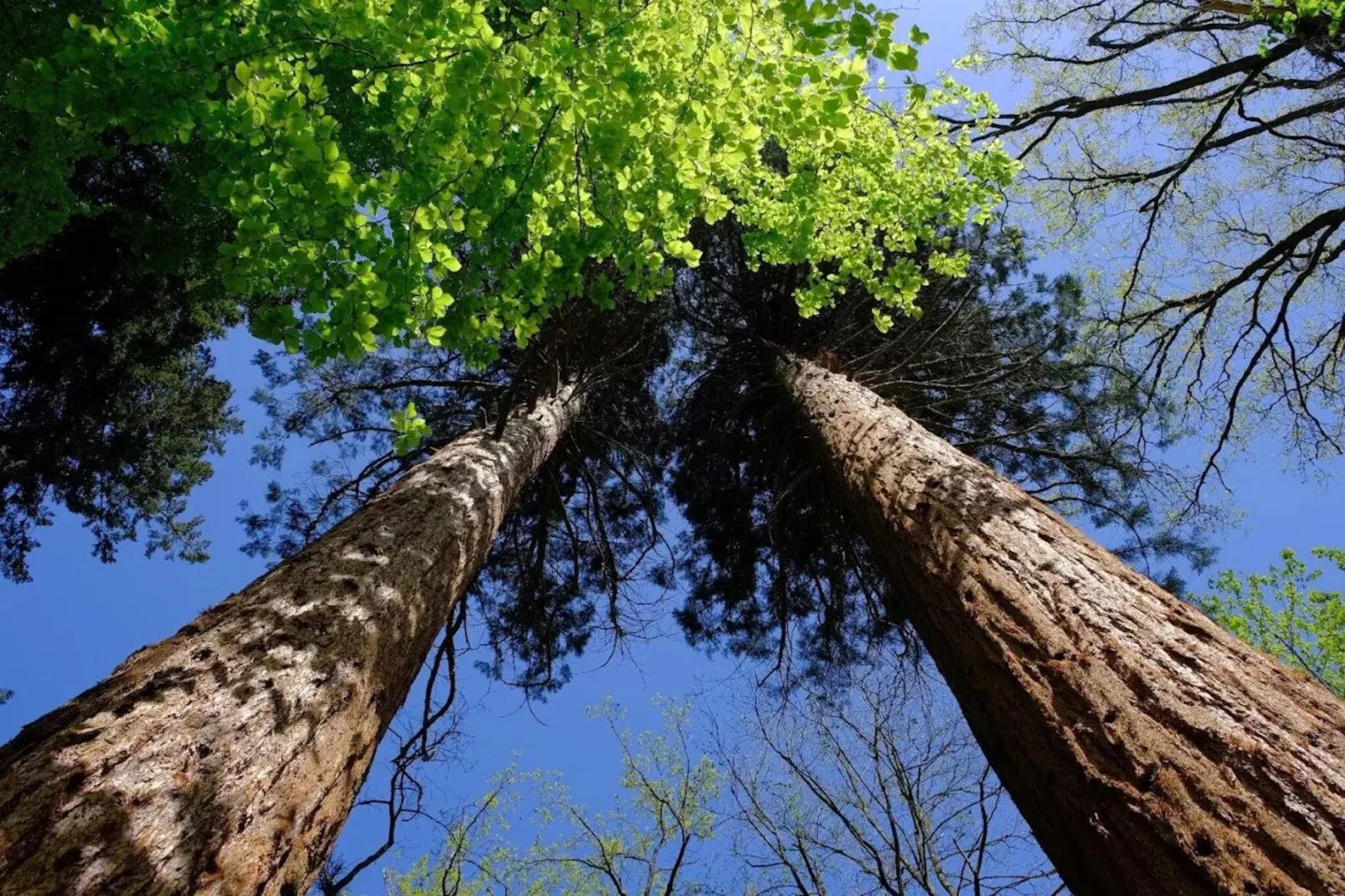 Chalet - 3 Personen-Gebieden zomer 20km