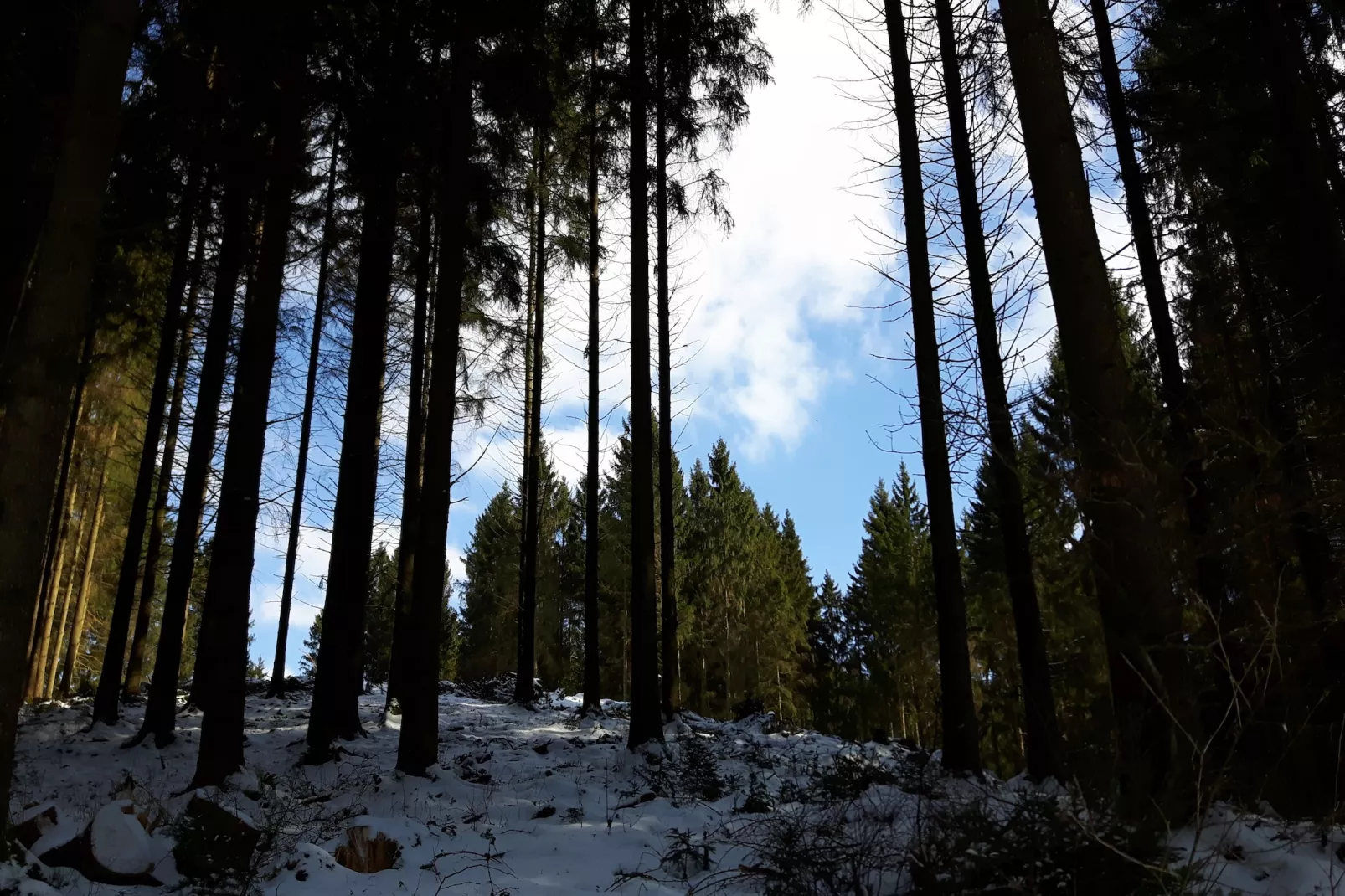 Schuler-Gebied winter 1km