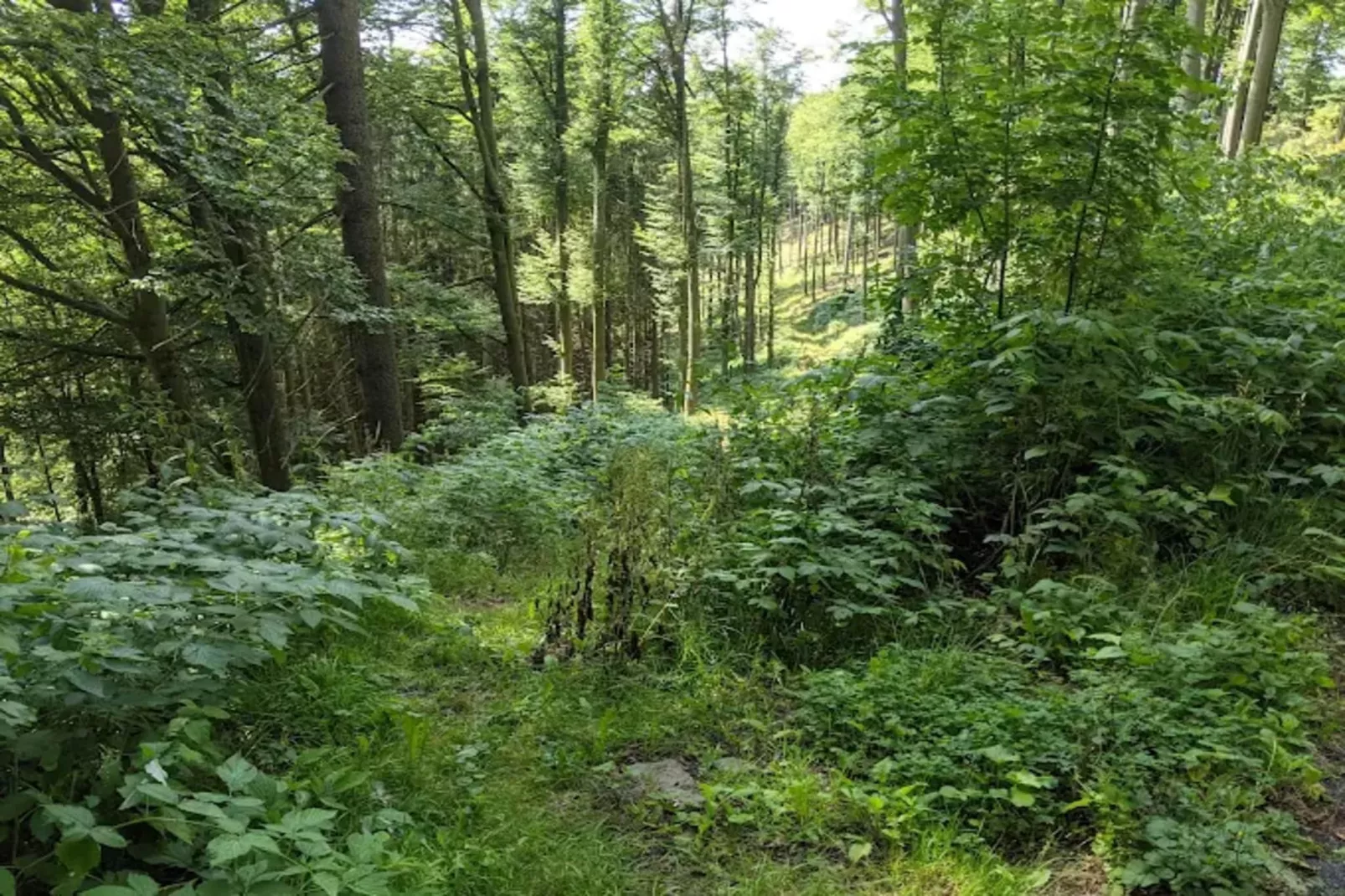 Neuastenberger Straße 4 - Neuastenberg-Gebieden zomer 5km