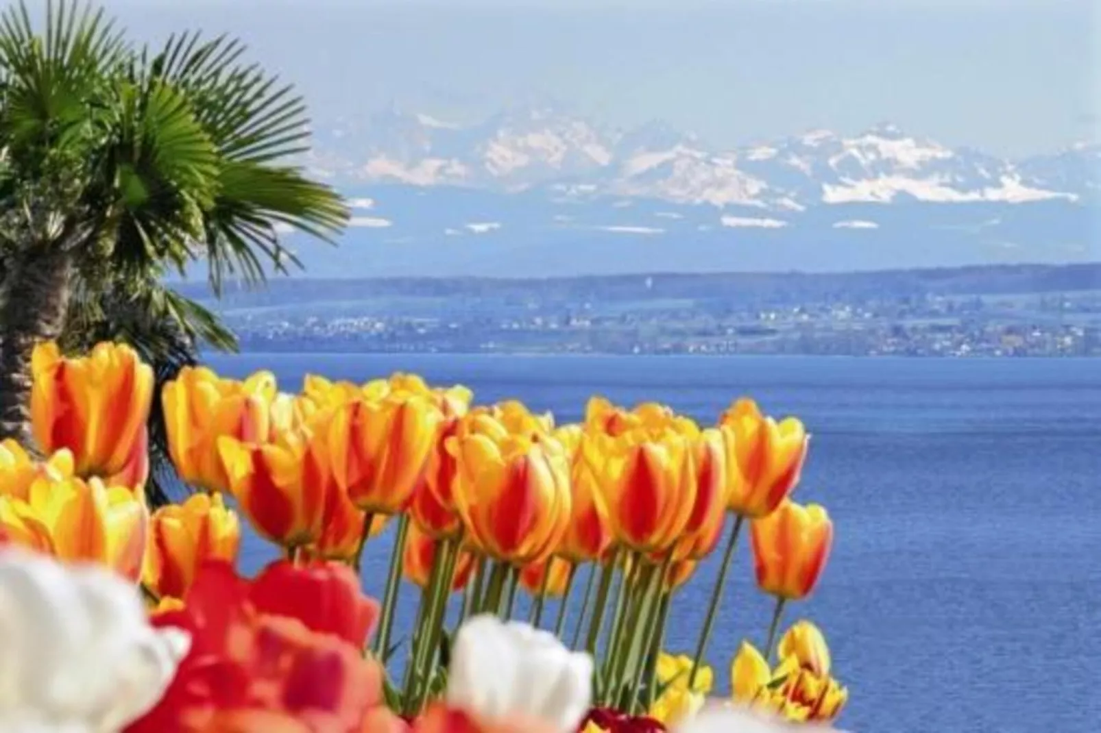 Am Bodensee-Gebieden zomer 20km