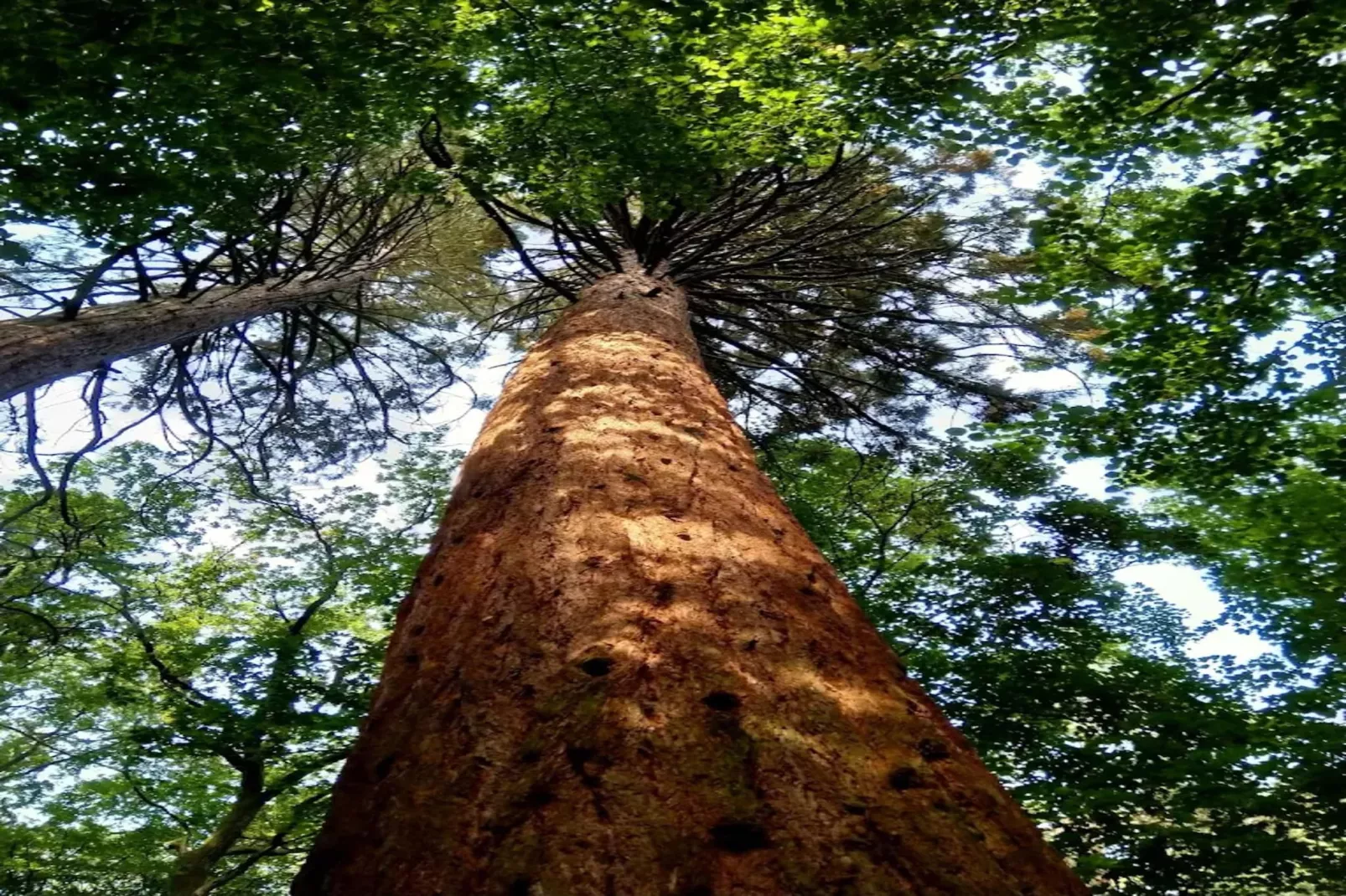 Chalet - 3 Personen-Gebieden zomer 5km