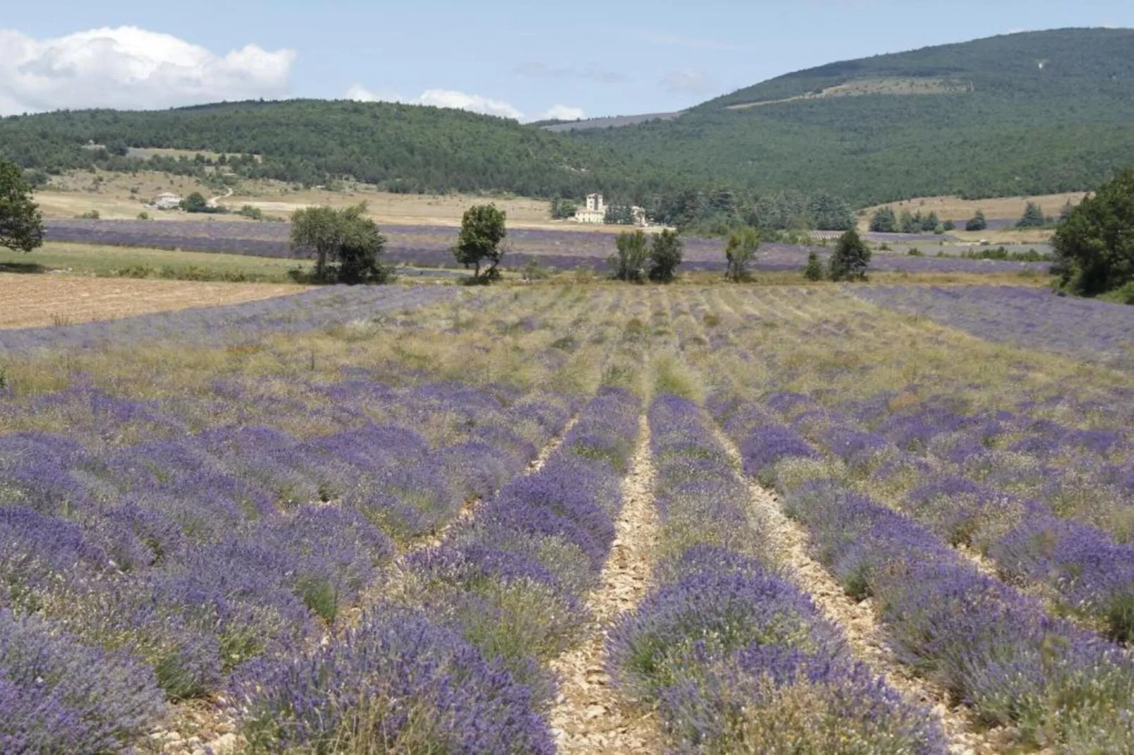 Maison de vacances - LUS-LA CROIX-HAUTE-Gebieden zomer 20km