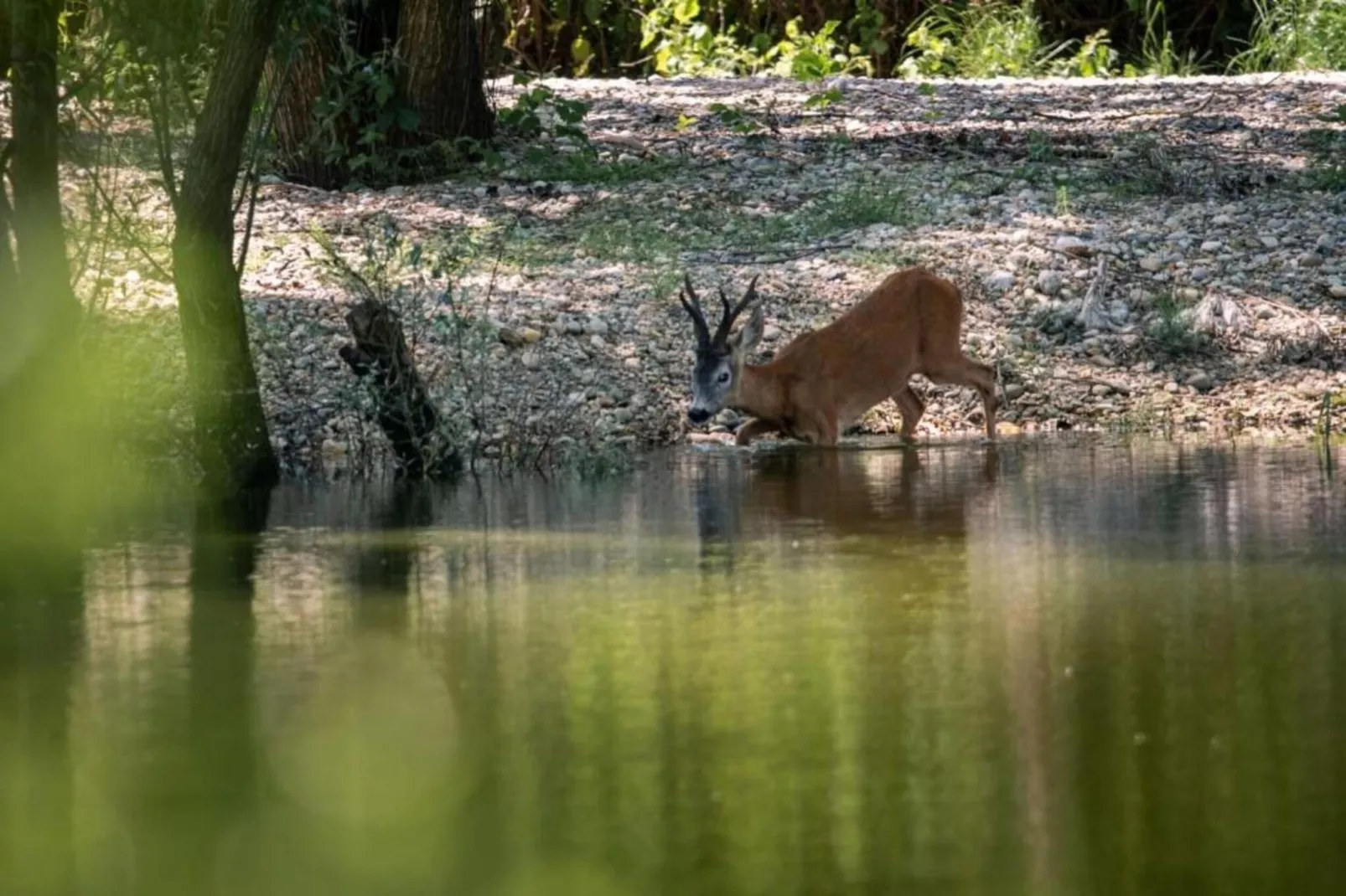 Apartment Martha-Gebieden zomer 20km