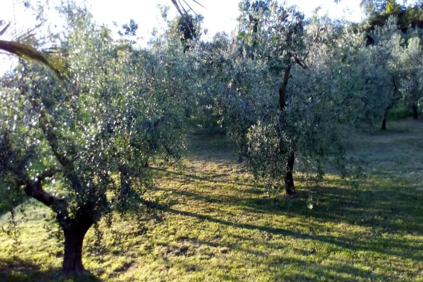 Villa Vanessa Coccinella-Gebieden zomer 20km