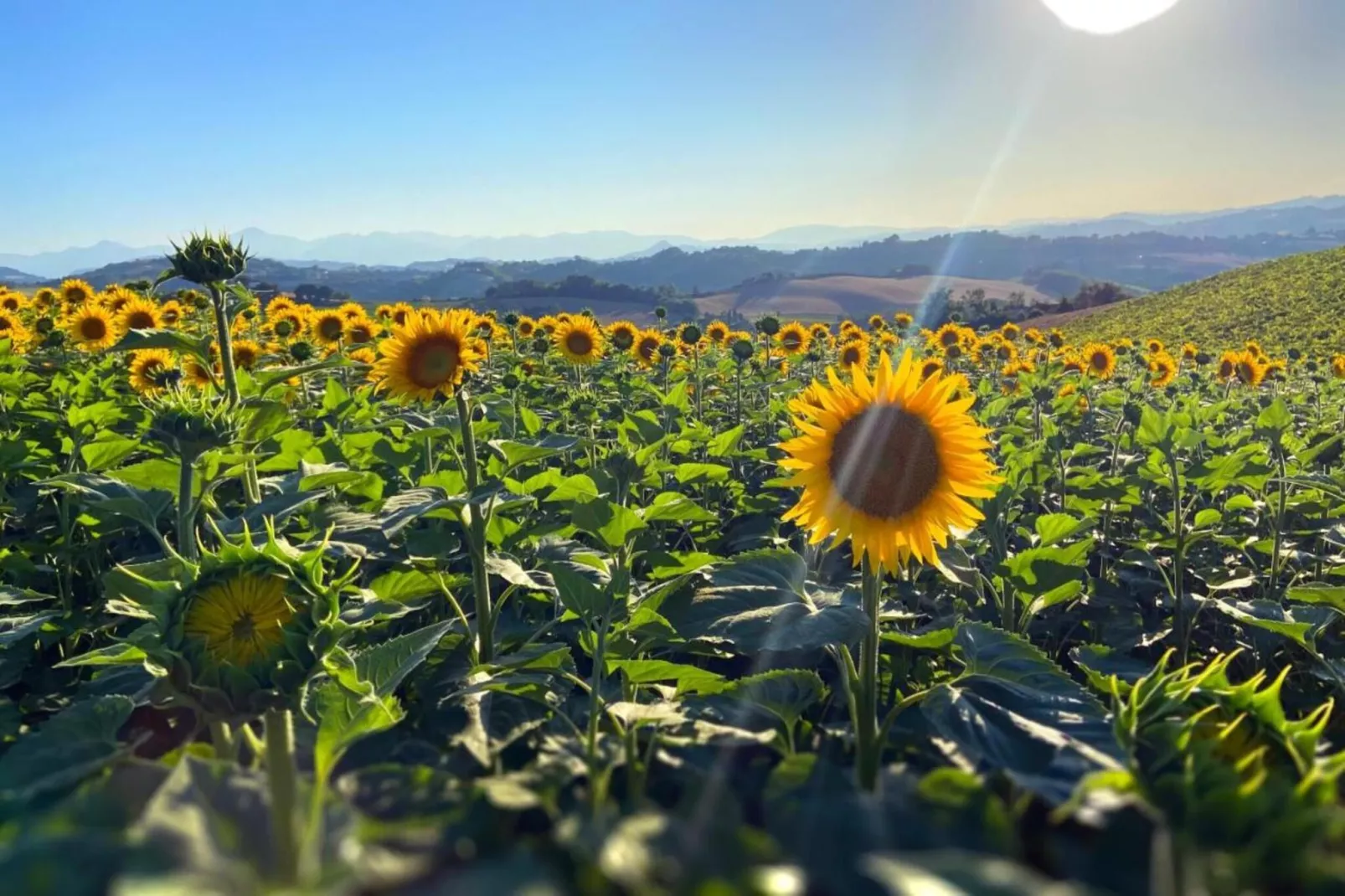 Casale degli Ulivi-Gebieden zomer 20km