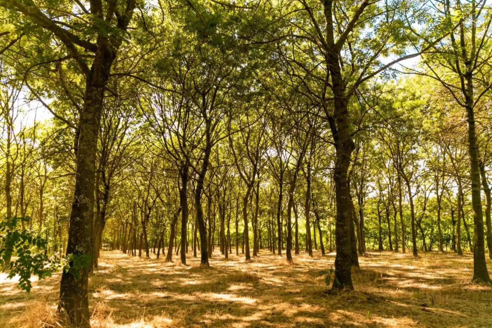 Campo Quattro-Gebieden zomer 20km