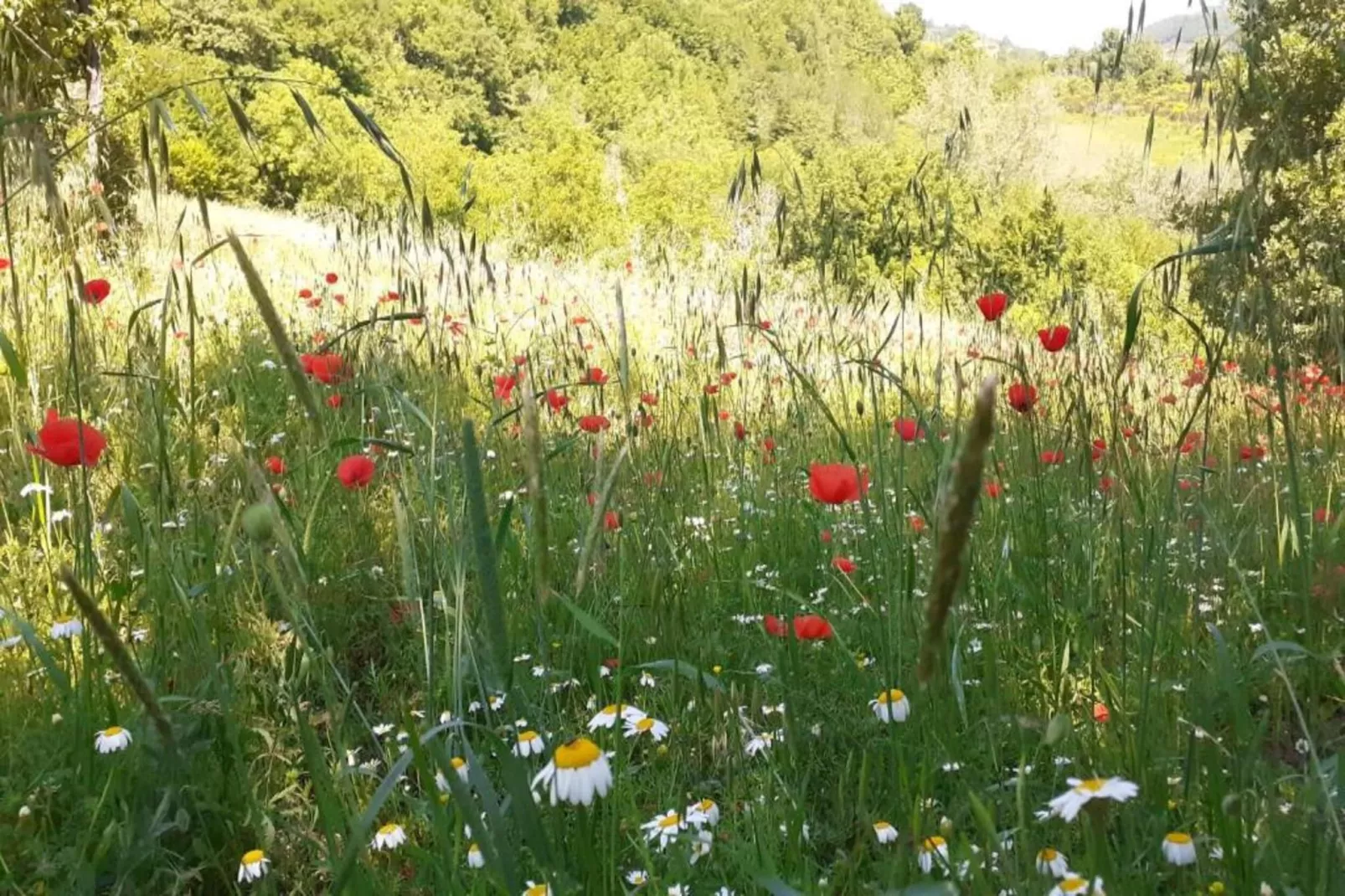 Villa Valtopina-Gebieden zomer 5km