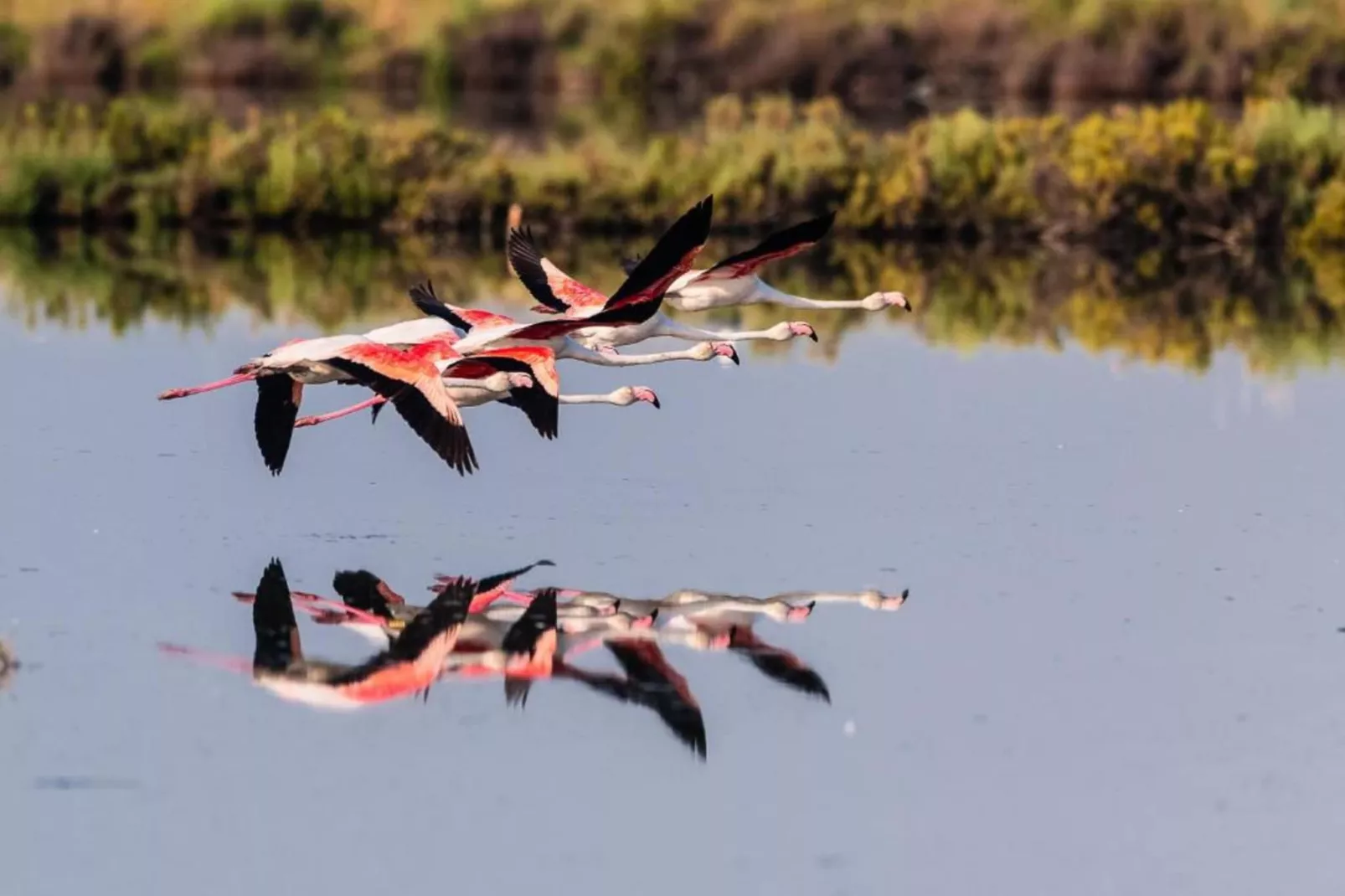 Ceseta 3-Gebieden zomer 1km