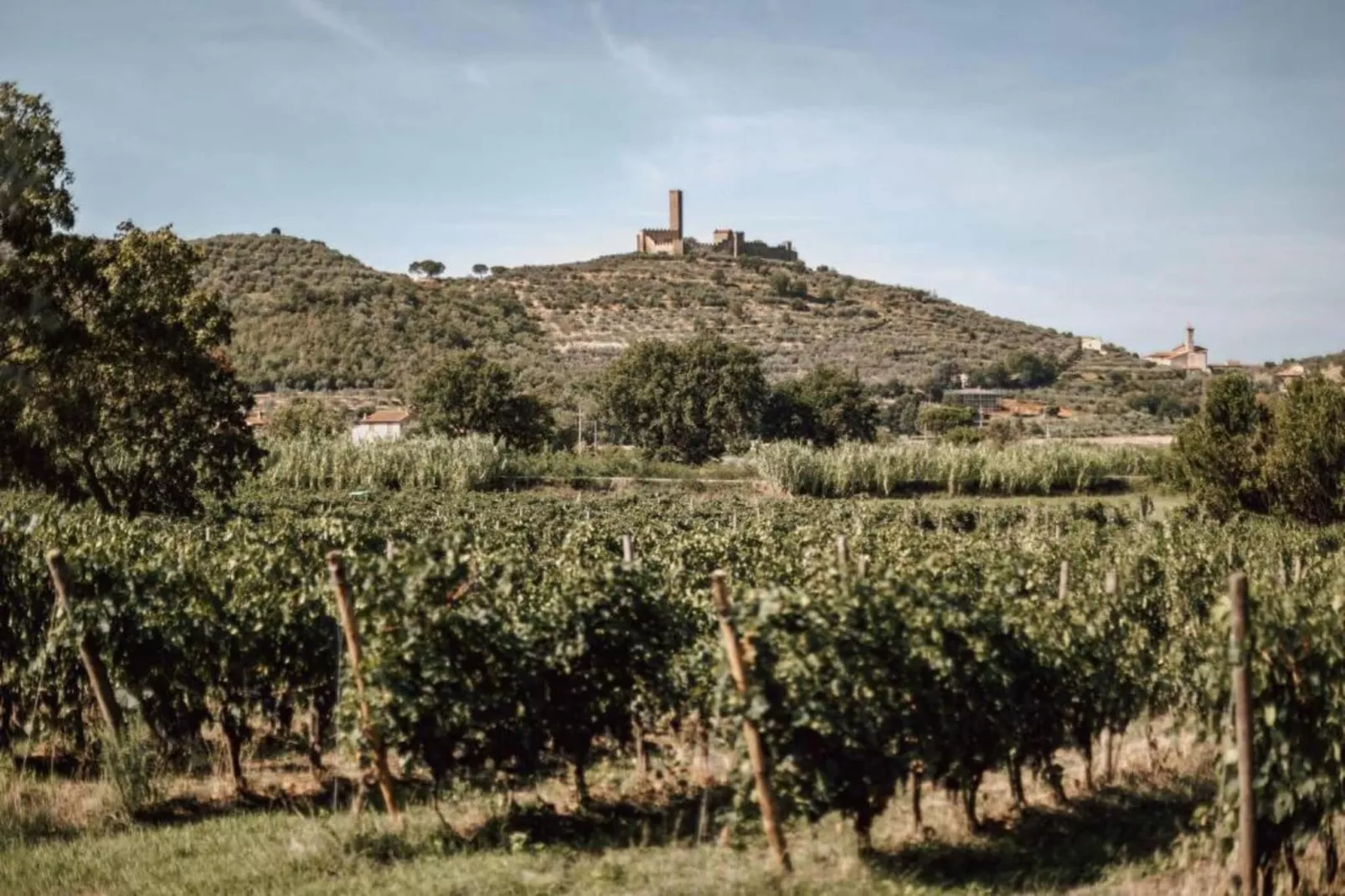 Orchidea-Gebieden zomer 20km