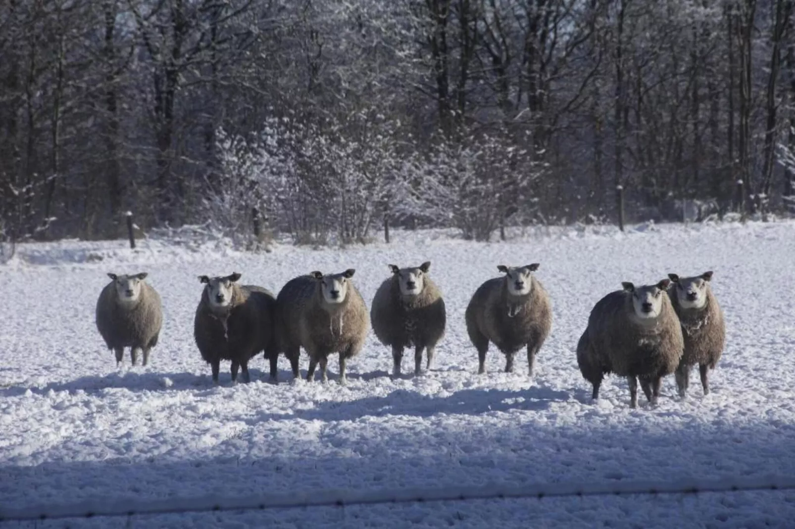 Residence De Eese 1-Gebied winter 20km