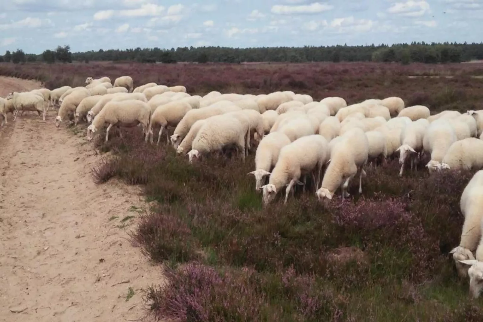 Landgoed De IJsvogel 12-Gebieden zomer 20km