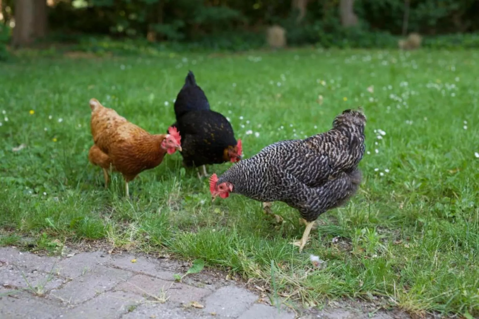 Vakantiepark Hof van Zeeland 1-Gebieden zomer 20km