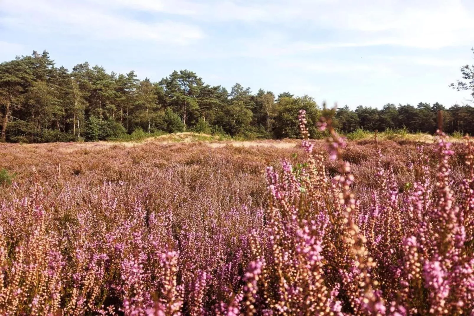 De Weelderik 3-Gebieden zomer 20km