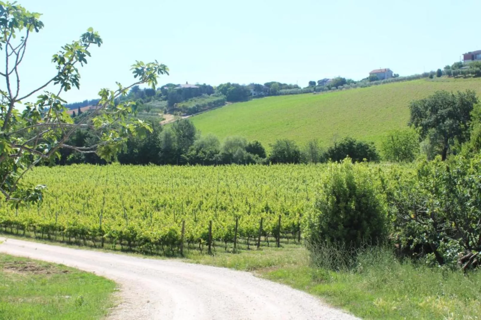 Vino-Gebieden zomer 20km