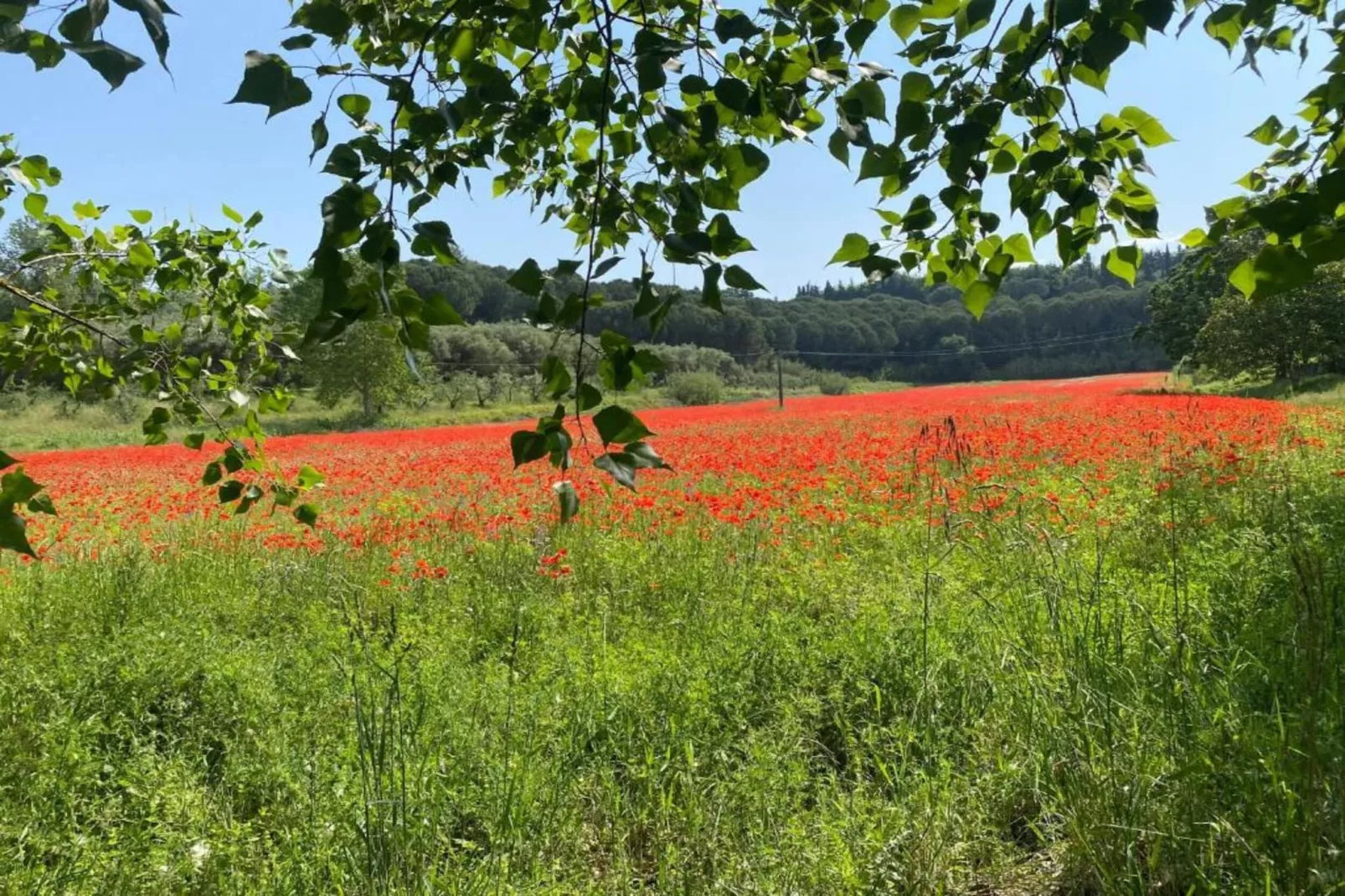 Giudy Quattro-Gebieden zomer 5km