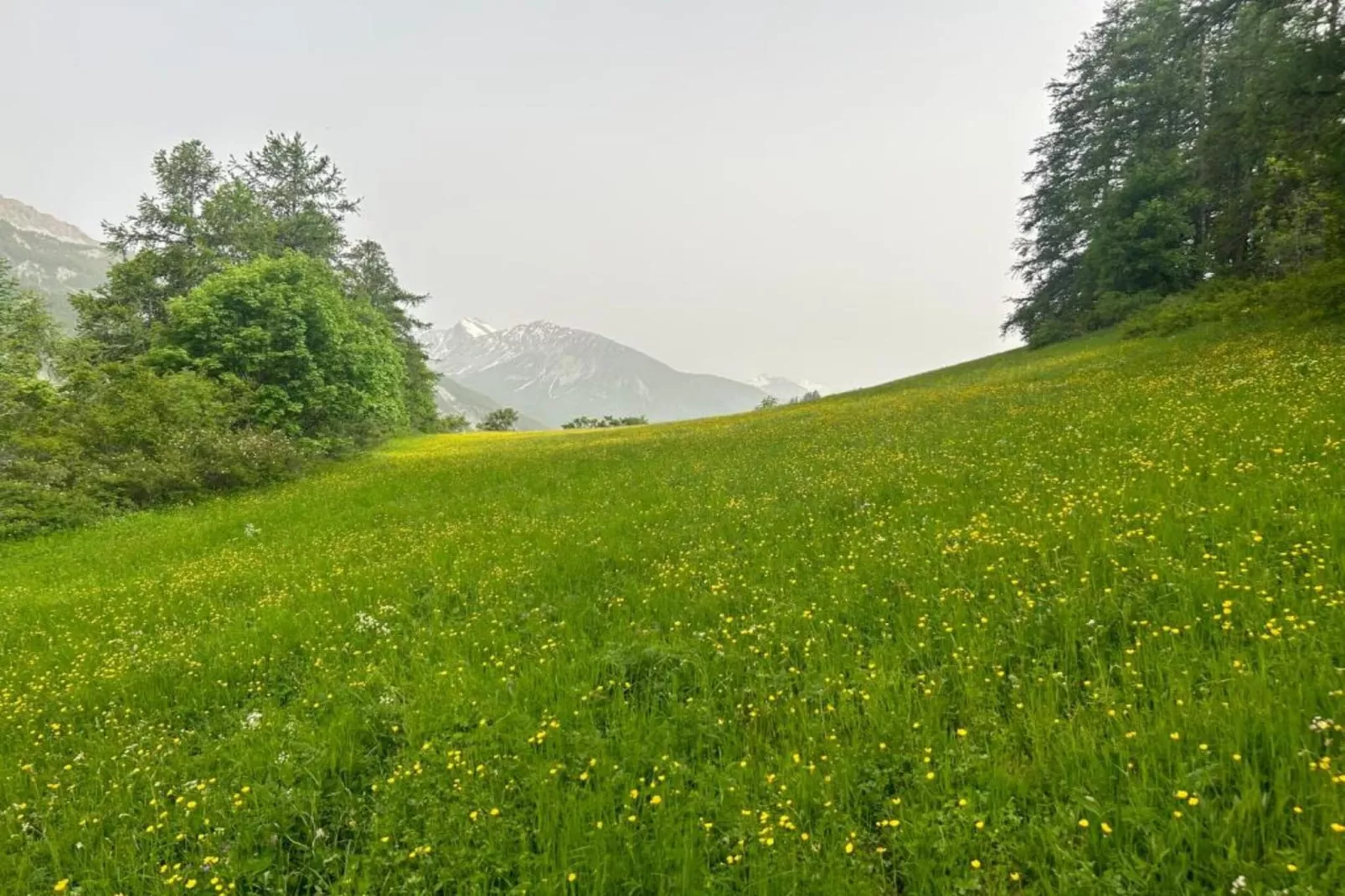 Central Park N°316 - 3P6-Gebieden zomer 20km