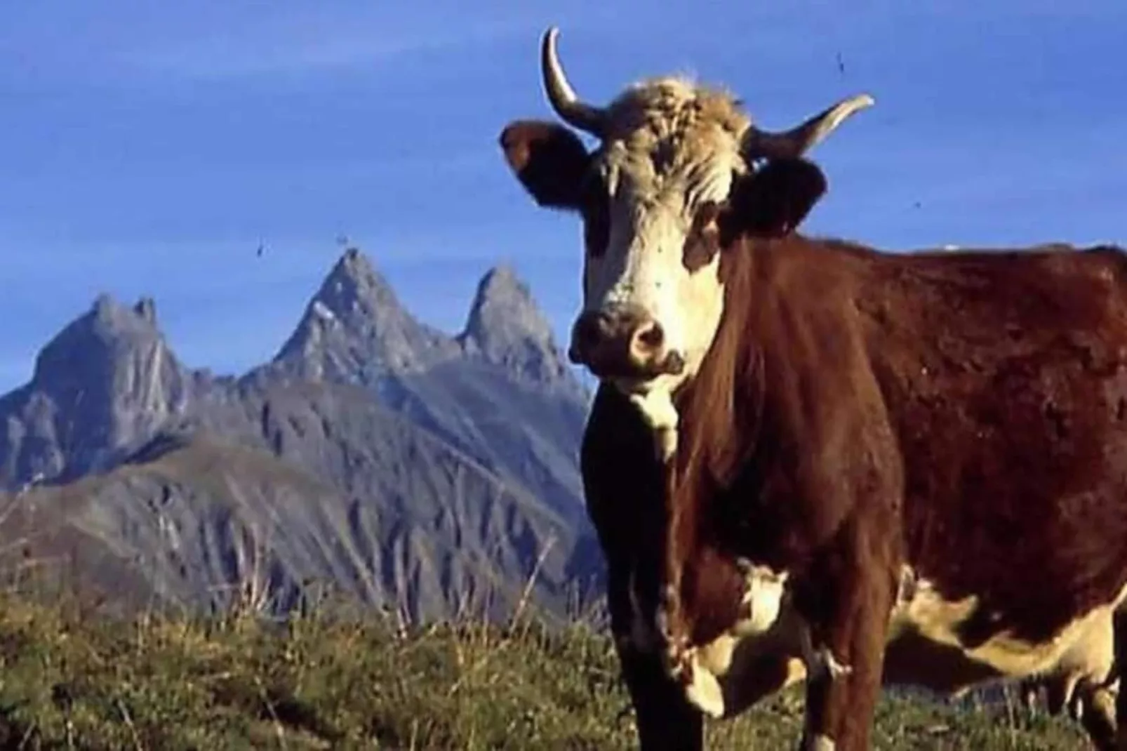 Les Grizzlis N°29 - 4P8-Gebieden zomer 20km