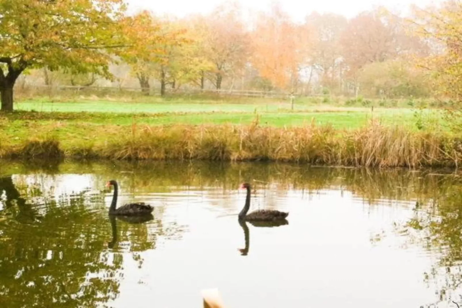 Ferienresort Bad Bentheim 18-Gebieden zomer 20km