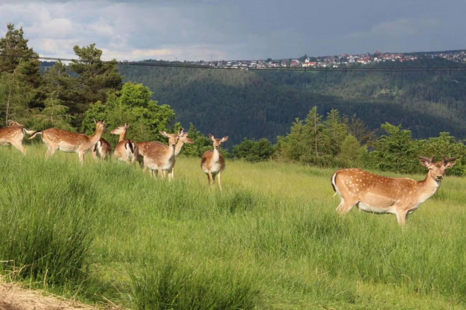 Schwarzwald - Gummenstein-Gebieden zomer 20km