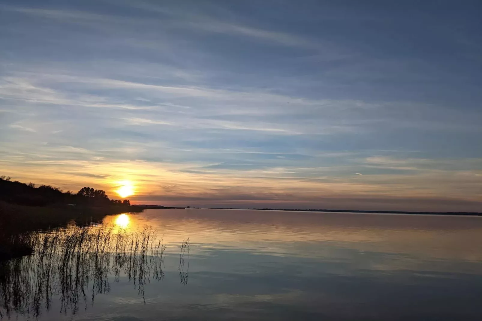 Schilfrohrsänger 51-Gebieden zomer 1km