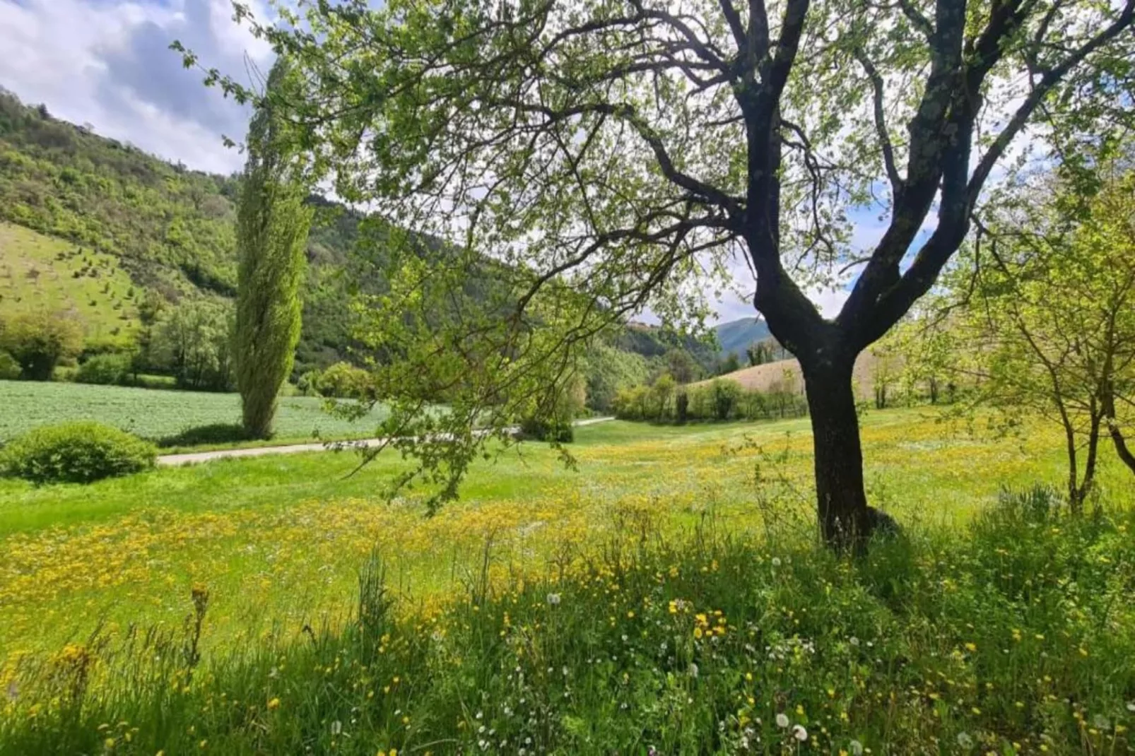 Sangiovese-Gebieden zomer 20km
