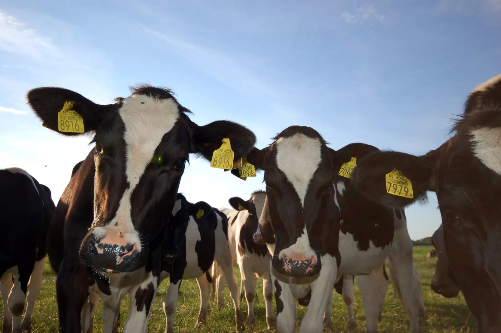 Recreatiepark Wiringherlant - Wiringher Chalet 83-Sfeer