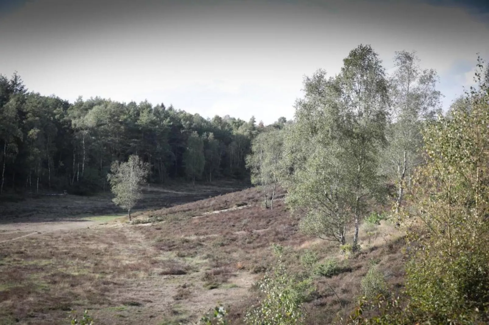 Chalet 'Bosanemoon'-Gebieden zomer 20km