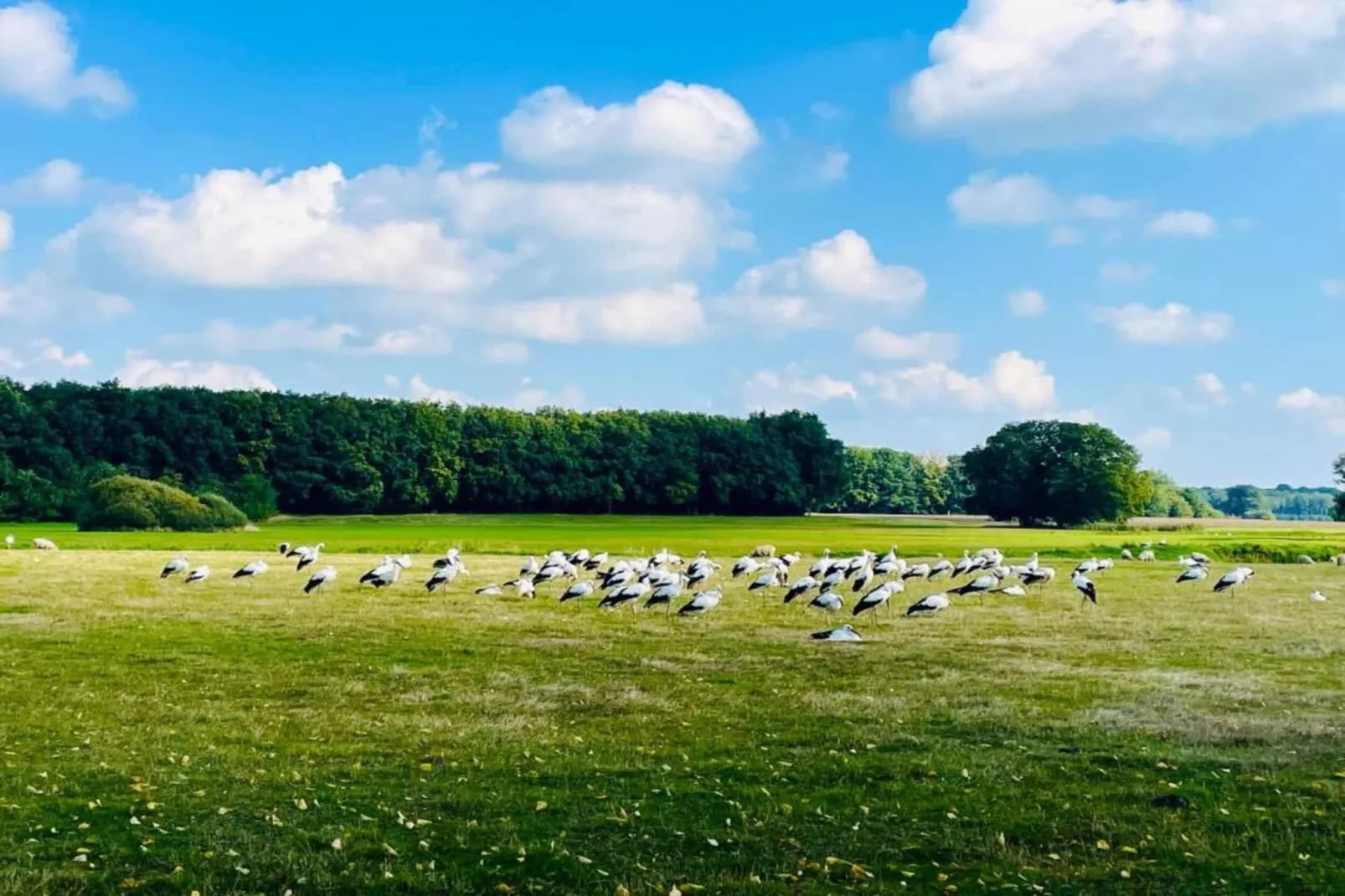 Vakantiepark de Vossenburcht 2-Gebieden zomer 20km