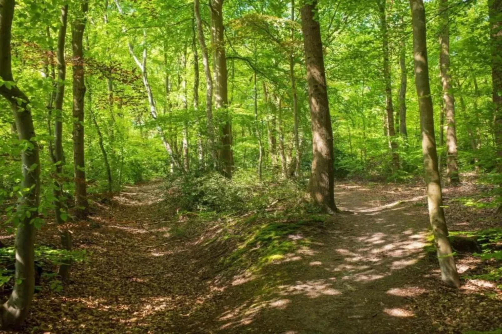 Hulshorsterhout-Gebieden zomer 20km